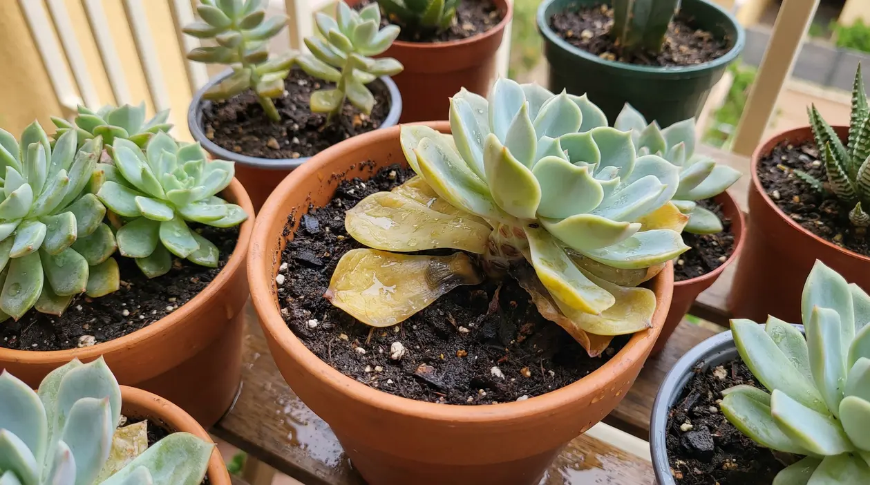 Pianta grassa in vaso con foglie inferiori ingiallite e marcite per eccesso d'acqua